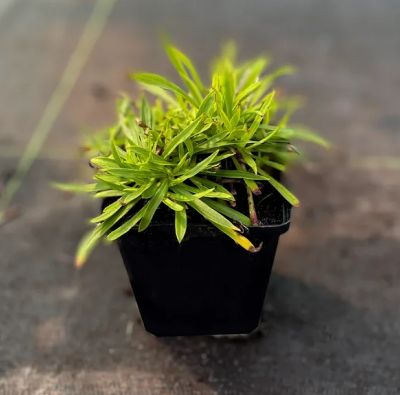 Лихнис вискария Splendens