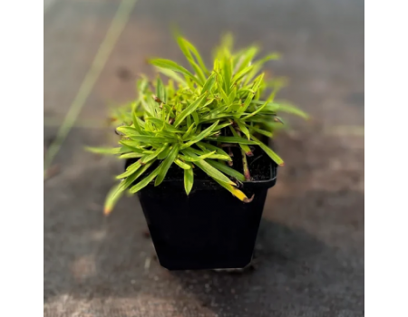 Лихнис вискария Splendens