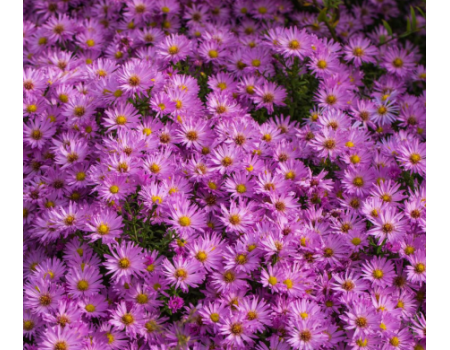 Астра кустарниковая Herbstgrüss v.Bresserh